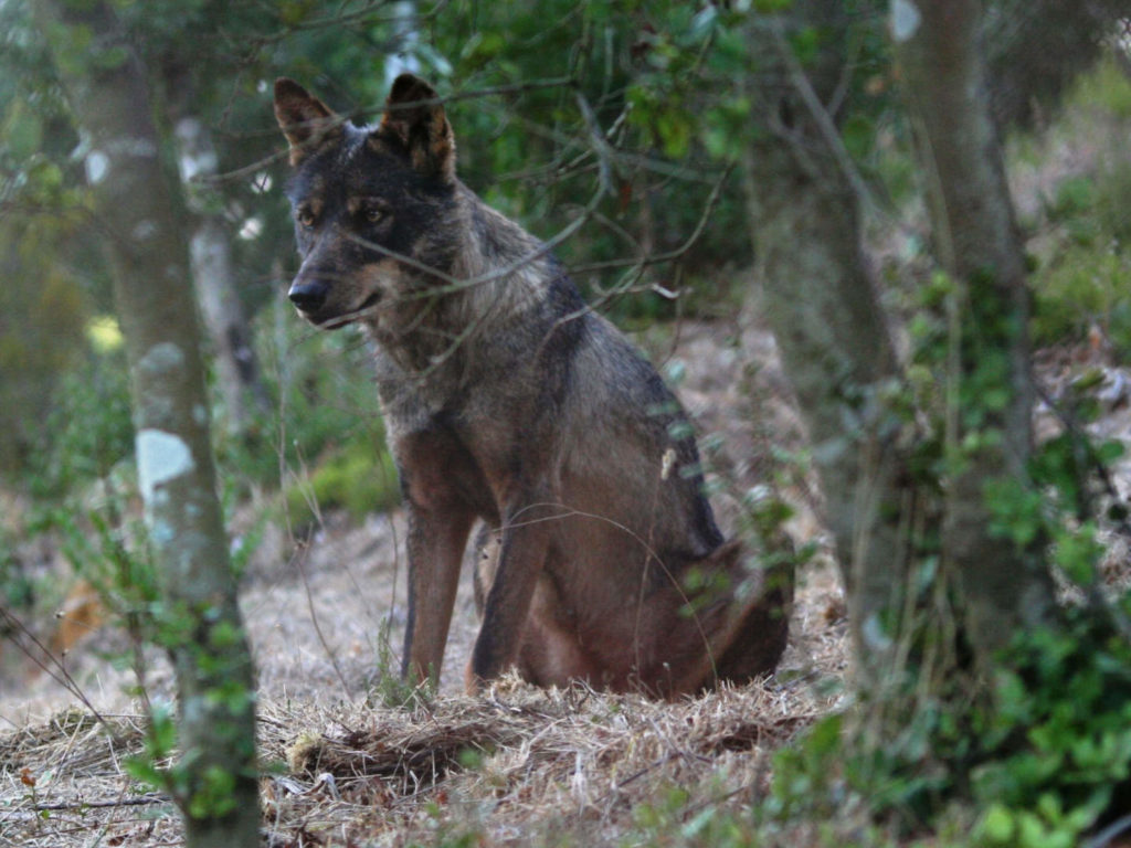 Oyster Reviews: Volunteering with wolves in Portugal