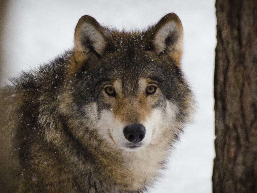 Here is Where to See Wolves in Europe