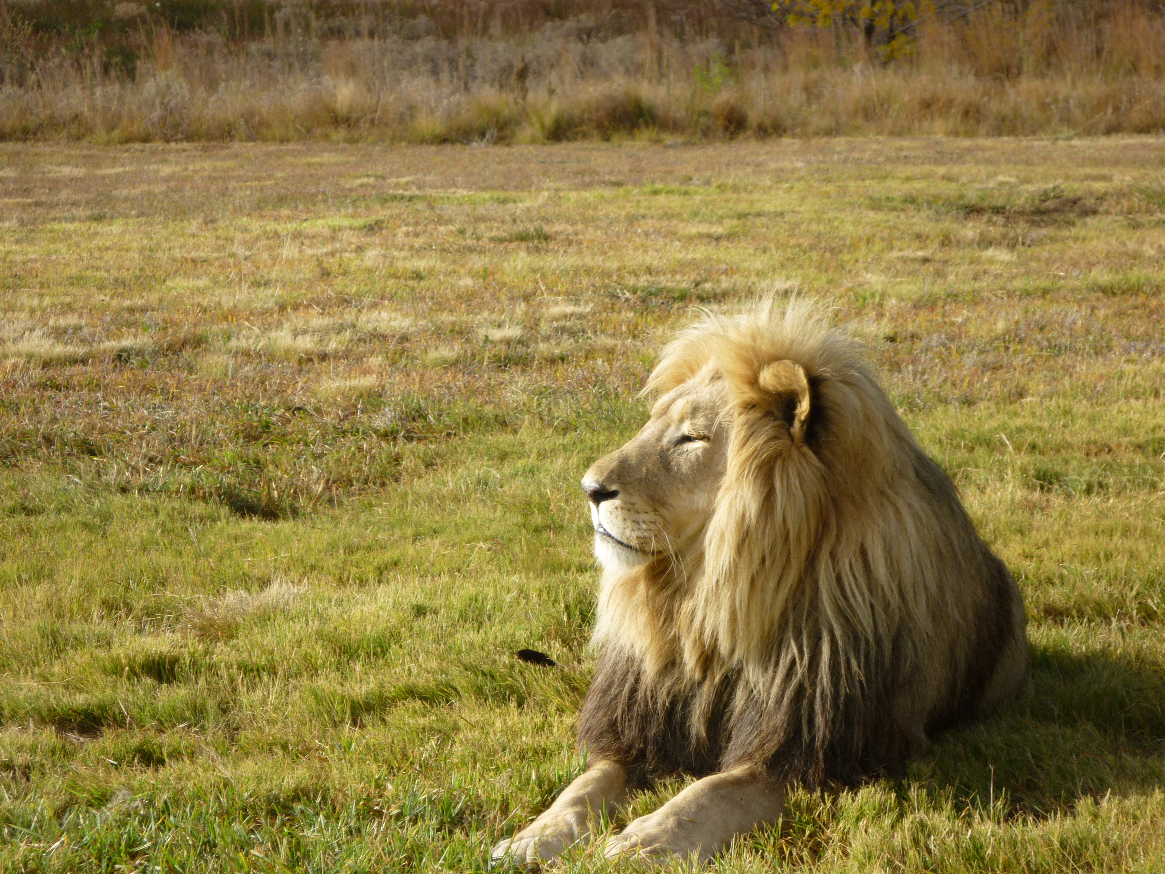 World Lion Day Sunday 10th August Oyster Worldwide