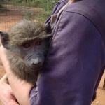 Monkey rehabilitation volunteering in South Africa