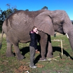 Volunteer with elephants