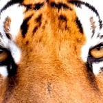 Big cats volunteering