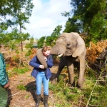 Volunteer with elephants