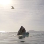 great white shark surfaces with seagull in the back drop of a sunny sky