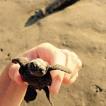 Turtle conservation volunteering