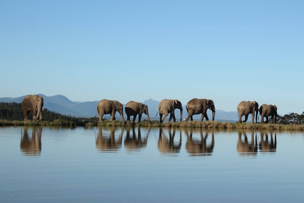 Elephant tourism