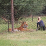 Volunteering with big cats