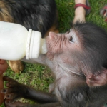 Monkey volunteering