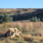 LIONSROCK