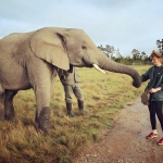 Volunteer with elephants in South Africa