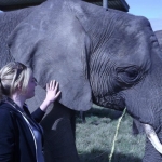 Elephant volunteering