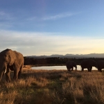 Elephant volunteering