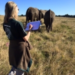 Volunteer with elephants