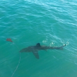 Volunteer with sharks