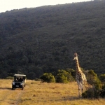 Big 5 conservation