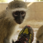 Monkey rehabilitation volunteering