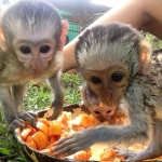 Sharing dinner