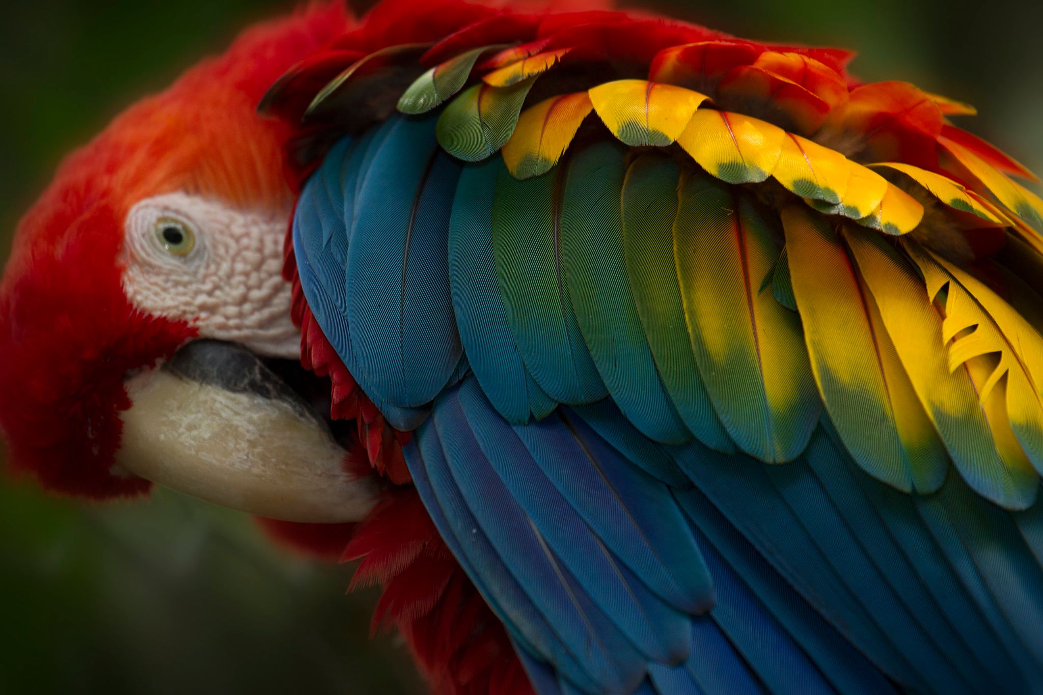 Beautiful Macaw Parrots