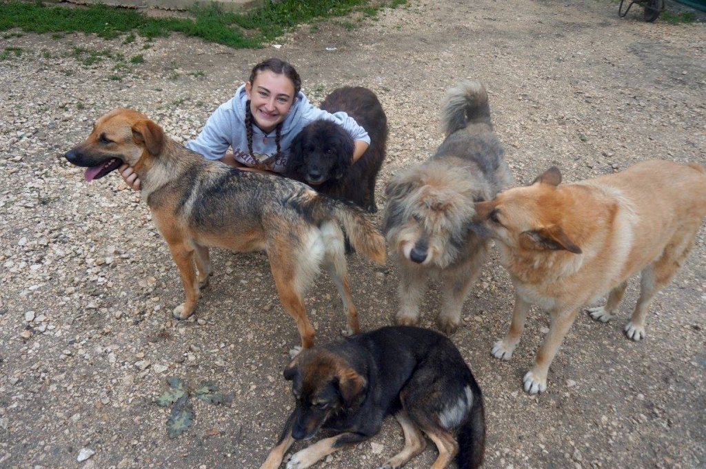 Bear sanctuary volunteering