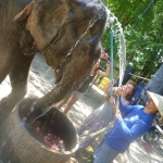 Volunteers help to bathe the rescued elephants