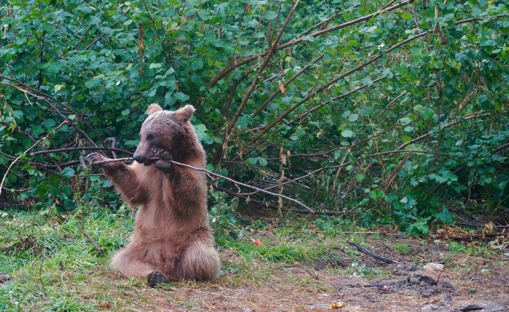 Helping at the bear sanctuary in Romania