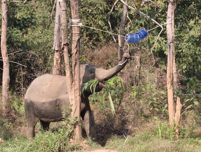 Happy elephant