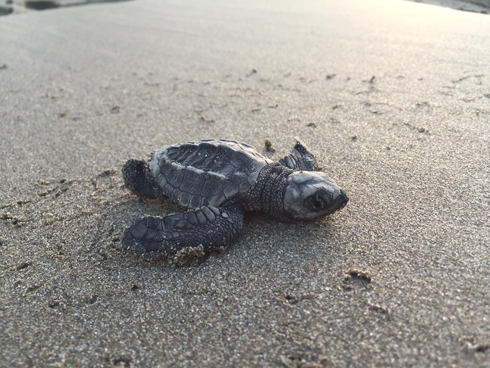 Baby turtle at our costa rica turtles programme