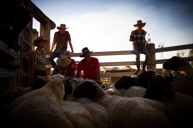 Sheep work in the yards