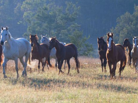 A group of horse cantering in the Australian bush