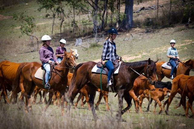 Cattle mustering on horseback 