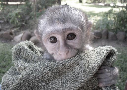 Monkey at a rehabilitation centre in South Africa