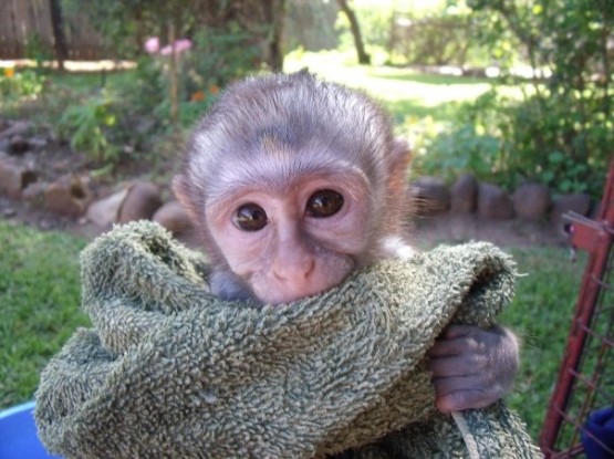 Helping cute little monkeys in South Africa