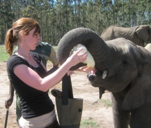 Elephant sanctuary in South Africa