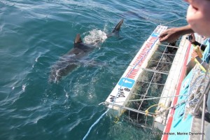 View sharks from the boat