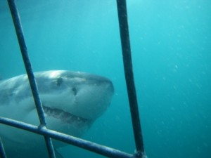 Cage diving with sharks