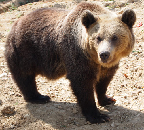 close up with a bear in Romanian bear sanctuary