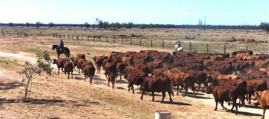 Oyster workers in the Outback herding cattle