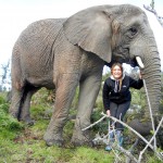 Oyster volunteer with elephant Sally