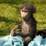 Baby monkey in rehabilitation in South Africa