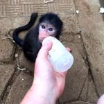 A volunteer helps to bottle feed a baby monkey in South Africa