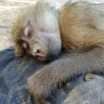 A baboon takes a nap on a volunteer in South Africa