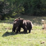 Volunteer at a bear sanctuary in Romania