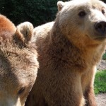 Volunteer with bears in Romania