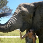 Volunteer with elephants in South Africa