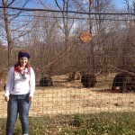 Volunteer with bears in Romania