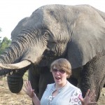 Oyster volunteer with elephants