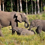 volunteer with elephants