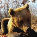 Help bears like Sammy to enjoy life in the wild