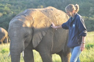 Volunteer with elephants in South Africa