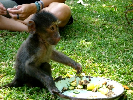 Baboons in South Africa